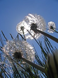 paardebloem-11-65469
