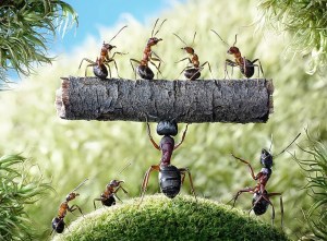 Funny-Ants-HD-Wallpaper